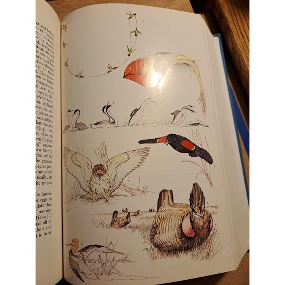 The Birdwatcher's Companion An Encyclopedic Handbook of North American Birdlife - Picture 8 of 11